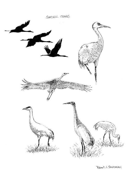 grues