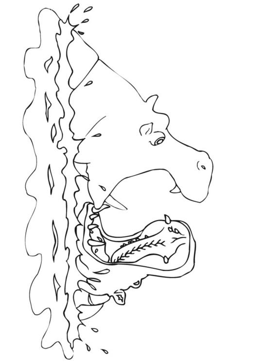 hippopotames
