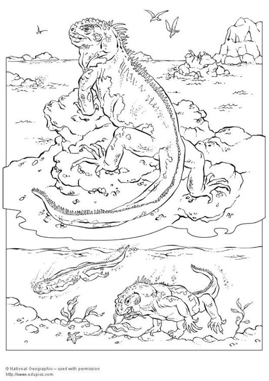 iguane