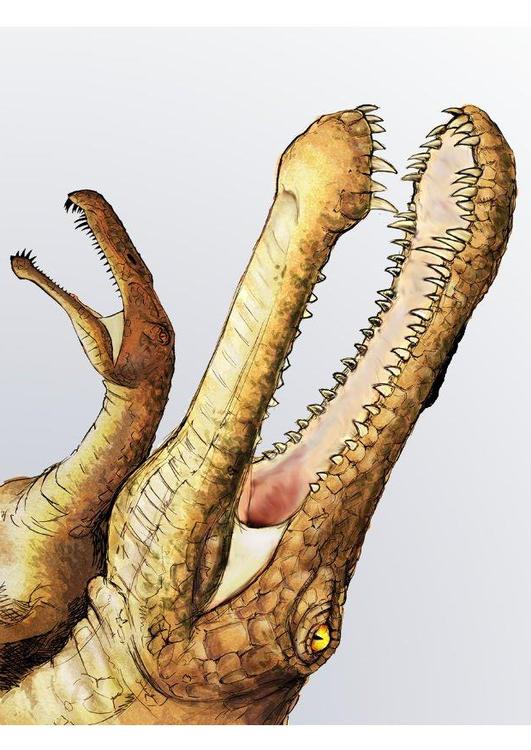 irritator