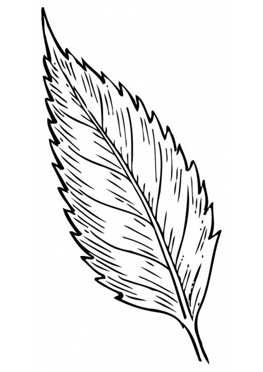 la feuille