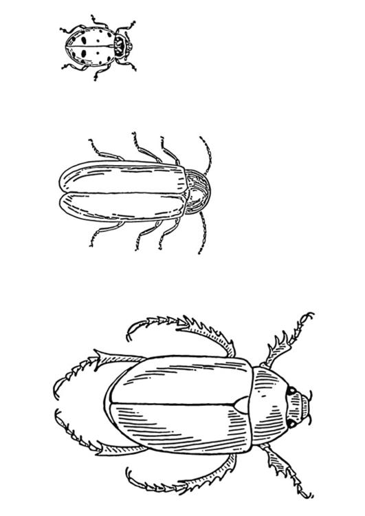 le scarabée