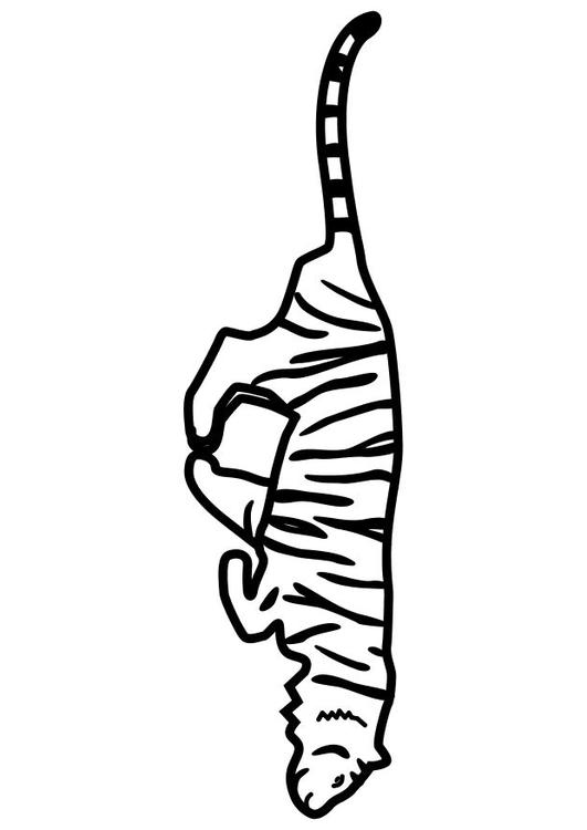 le tigre marche