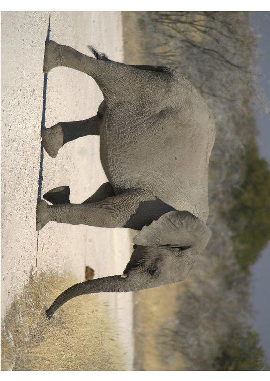 l'éléphant