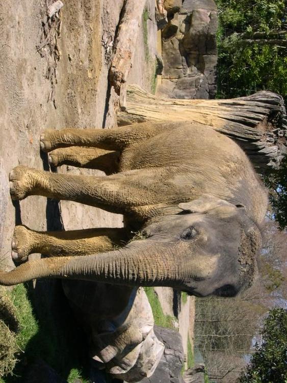 l'élephant
