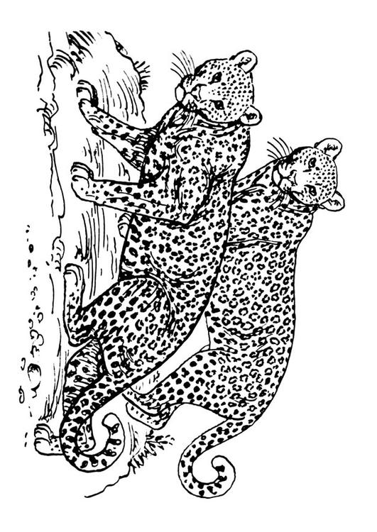 léopard