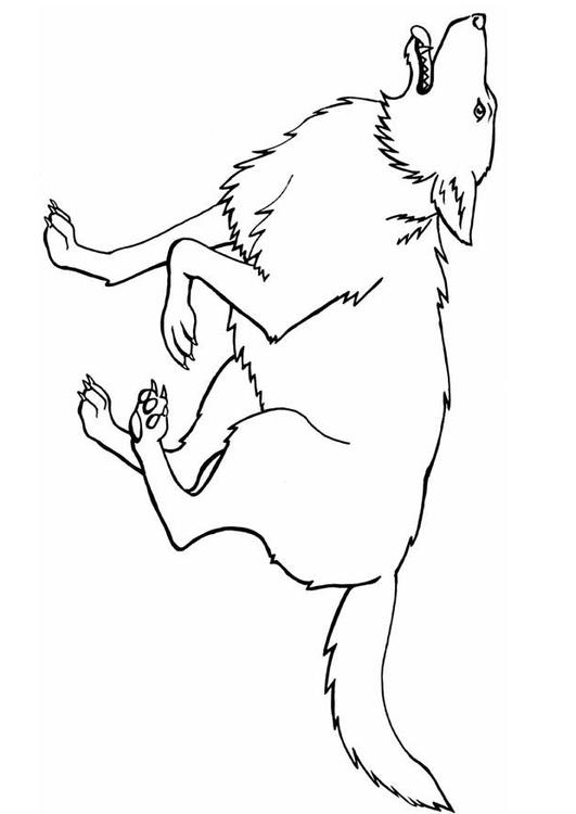 loup