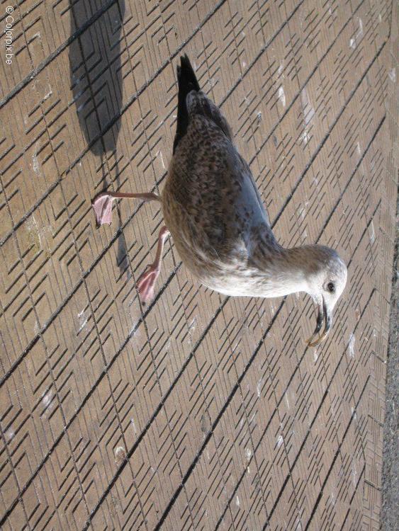 mouette 2