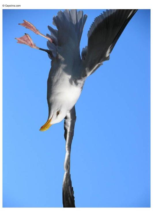 mouette