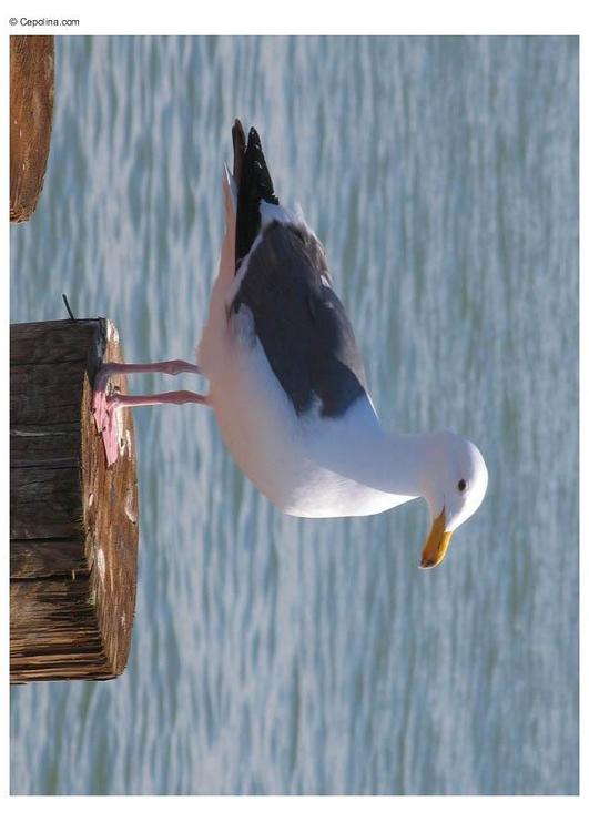 mouette