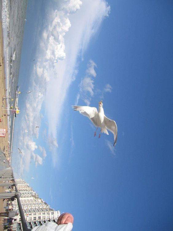 mouettes à la plage 2