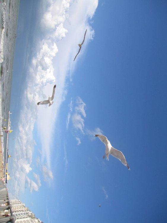mouettes à la plage 3
