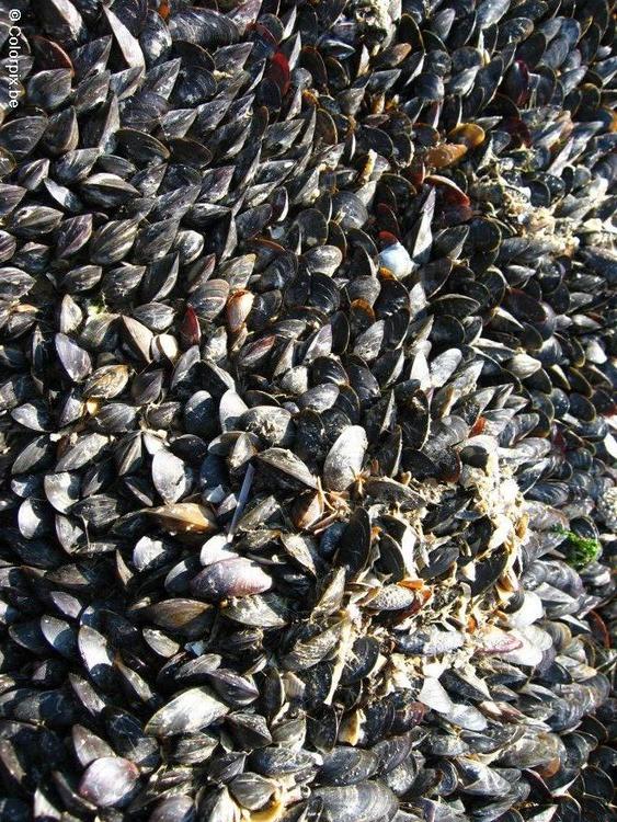 moules