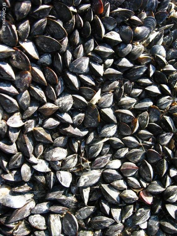 moules