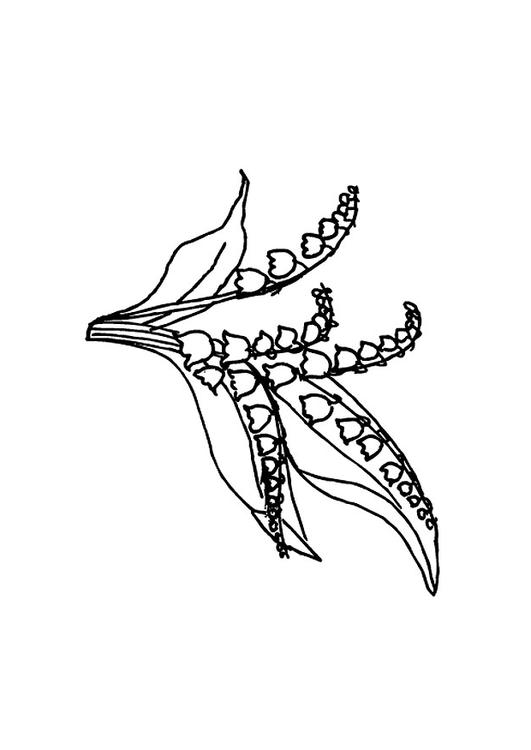 muguet