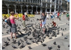 Photos nourir les pigeons sur la place San Marco, Venise