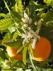 Photos oranges et fleurs d'oranger