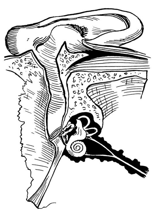 oreille, intérieur et extérieur