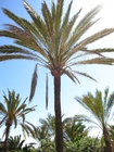 Photos palmiers