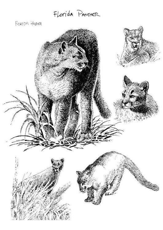 panthère