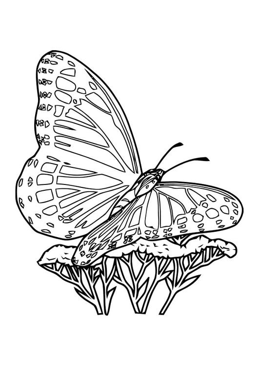 papillon