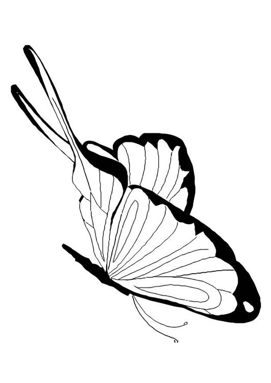 papillon