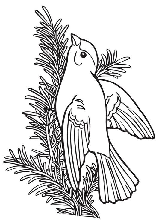 petit oiseau