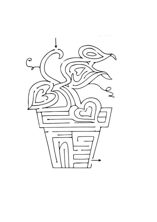 plante labyrinthe