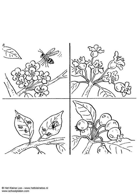 pollinisation