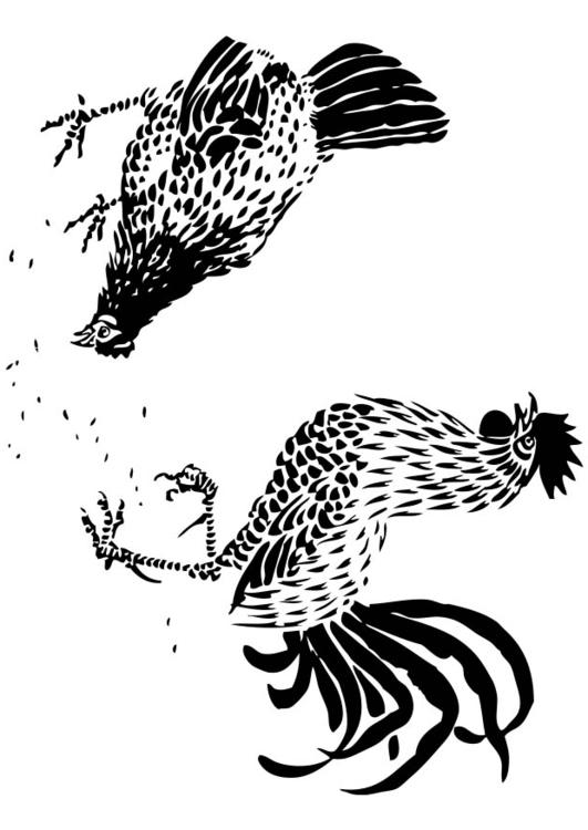 poule et coq