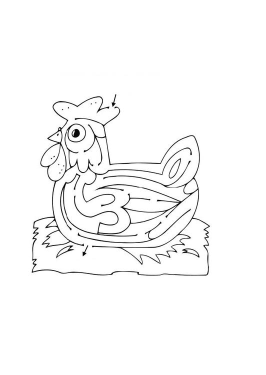 poule layrinthe