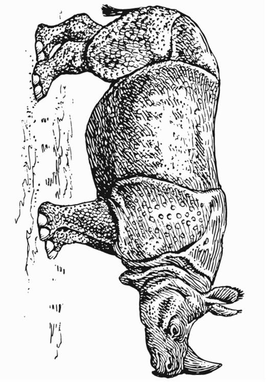 rhinocéros