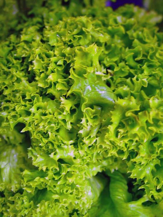 salade