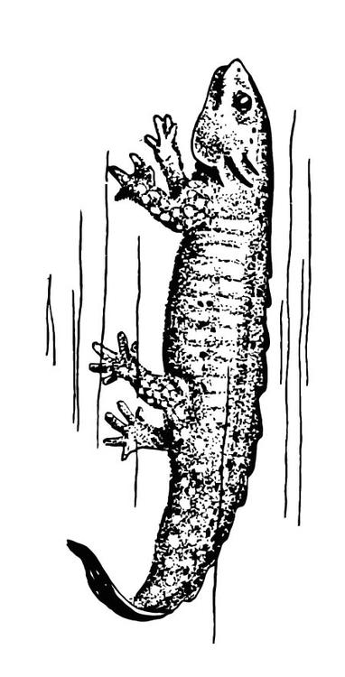 salamandre