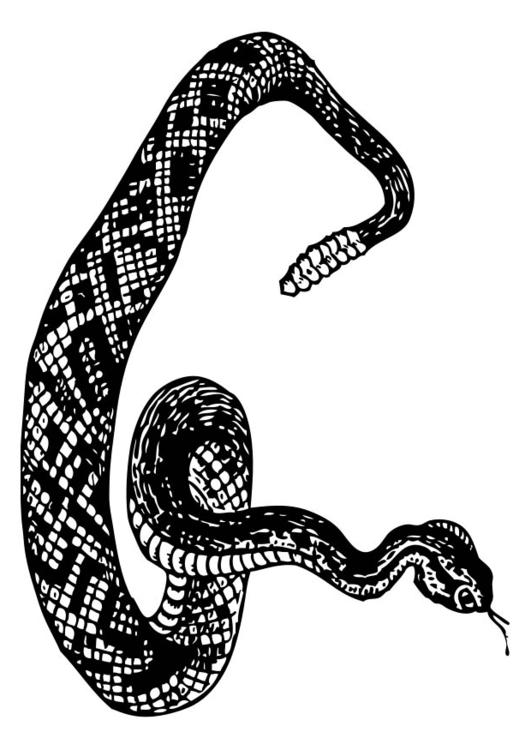 serpent à sonnette