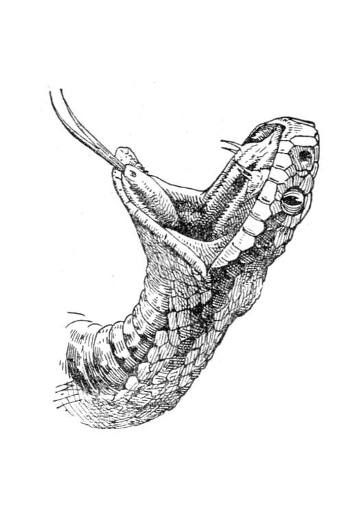 serpent