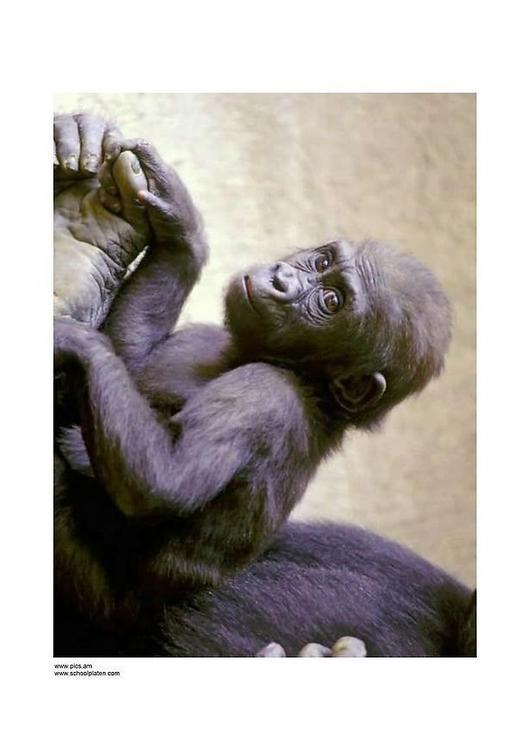 singe