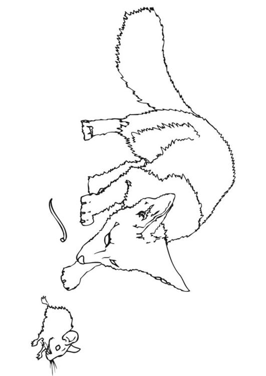souris épineuse rate son départ