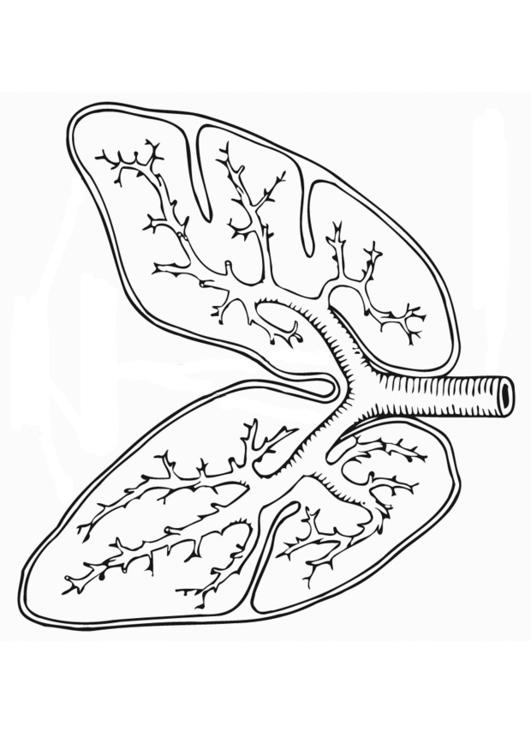 système respiratoire