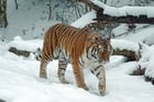 Photos tigre dans la neige