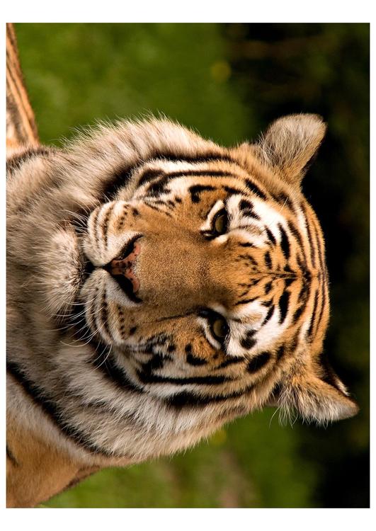 tigre
