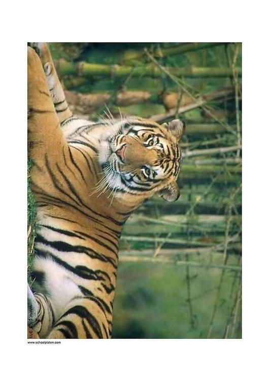 tigre