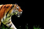 Photos tigre