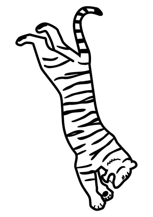 tigre sautant