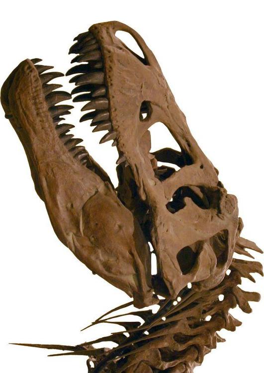 tirannosaurus rex