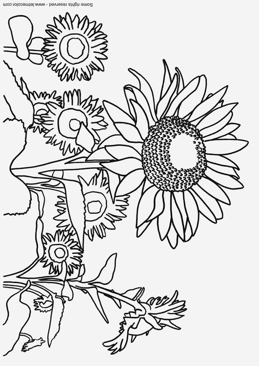 tournesols