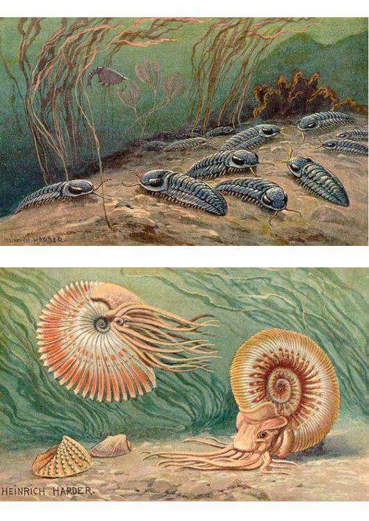 triobites et ammonoïdes