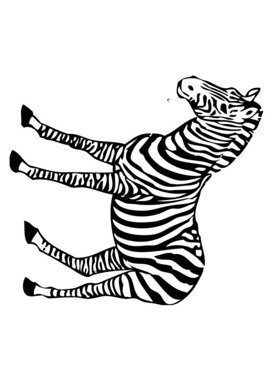 zèbre