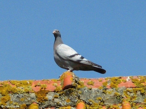 pigeon