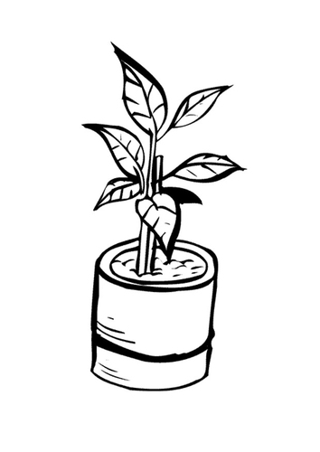 Coloriage plante d'intérieur